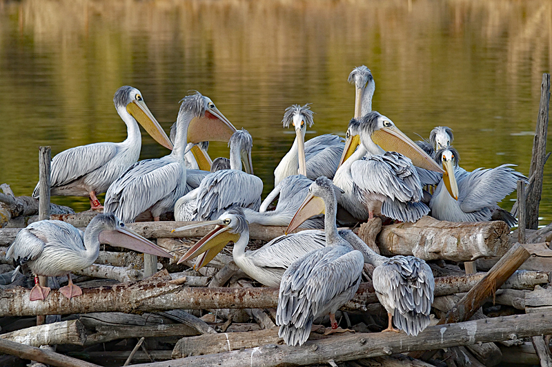 Safari à Sigean ! - Pélicans gris