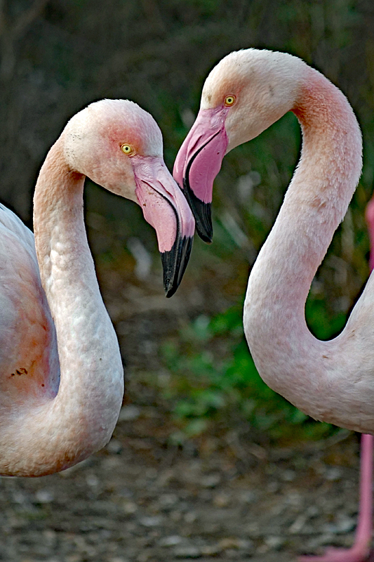 Safari à Sigean ! - Flamants roses
