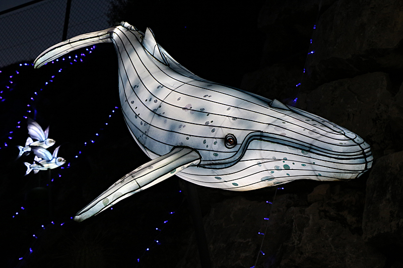 Lumières Africaines ! - Lanternes à la réserve africaine de Sigean