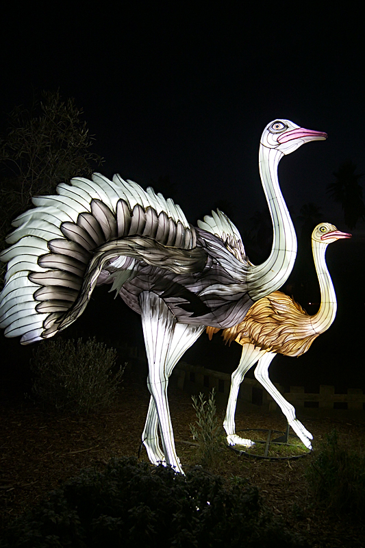 Lumières Africaines ! - Lanternes à la réserve africaine de Sigean