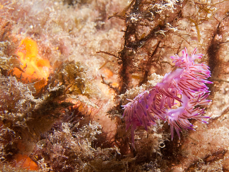 Llança - Flabellines