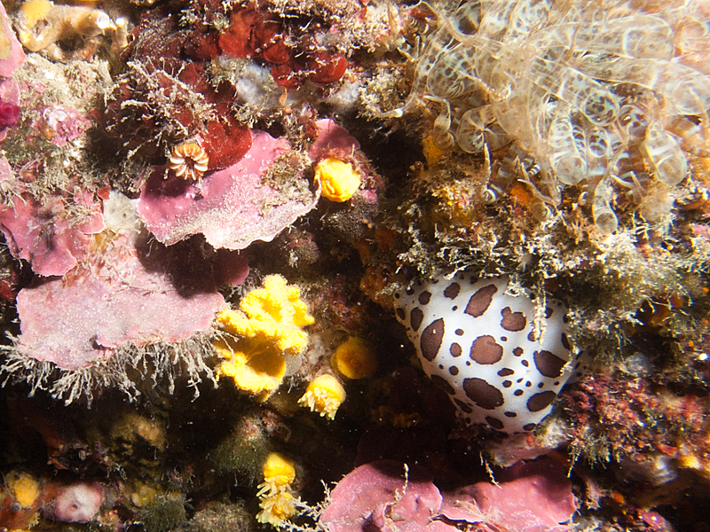 Llança - Doris dalmatien et aiptasie