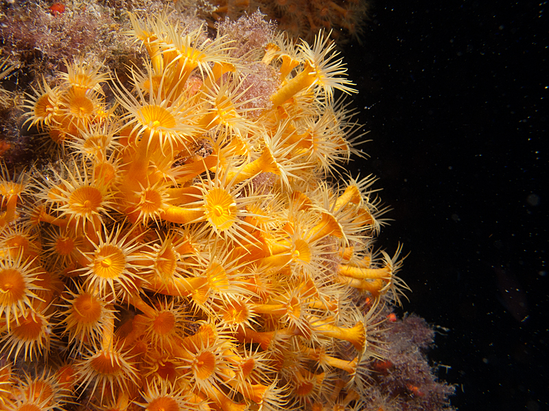 Llança - Anemone encroûtante