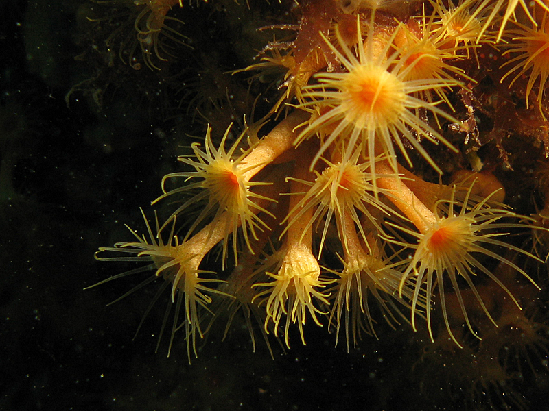 Estartit - Anémone encroûtante