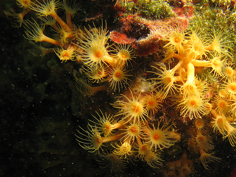 Estartit - Anémone encroûtante