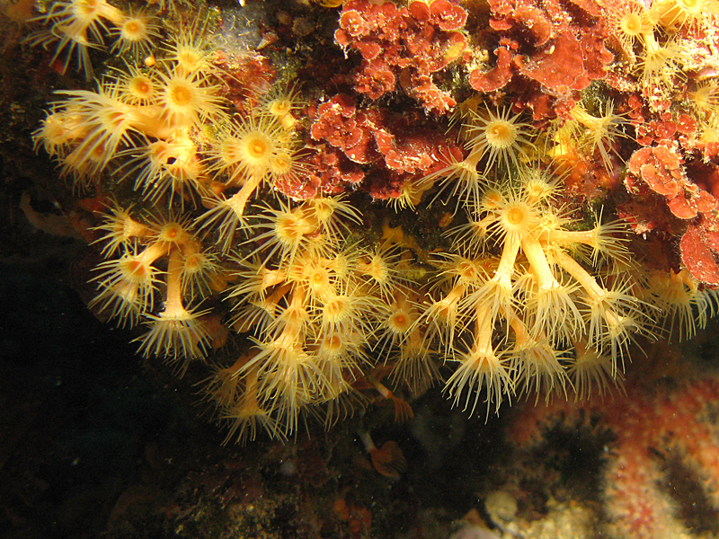 Estartit - Anémone encroûtante