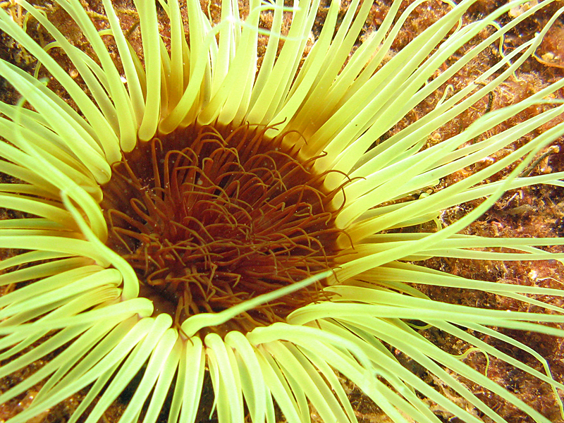 Llança - Grand cérianthe