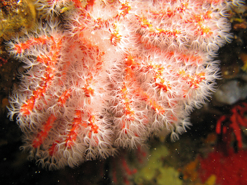 Llança - Corail rouge