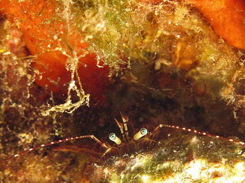 Llança - Bernard l hermite