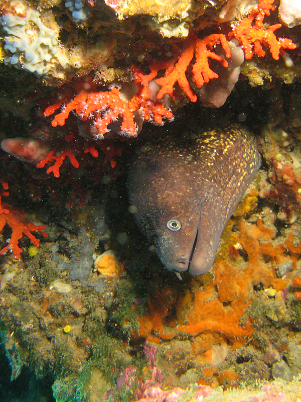 Estartit - Murène et corail rouge