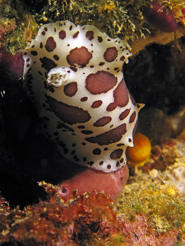 Estartit - Doris dalmatien