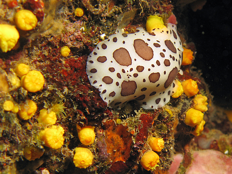 Estartit - Doris dalmatien