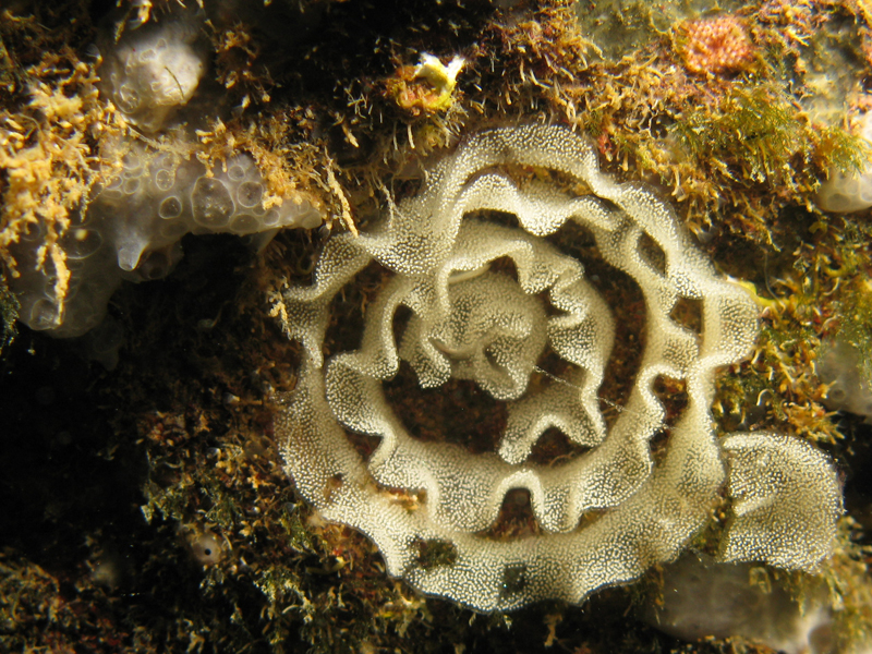 Estartit - Ponte de limace