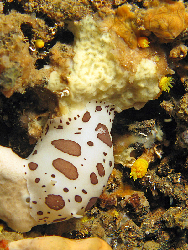 Estartit - Doris dalmatien