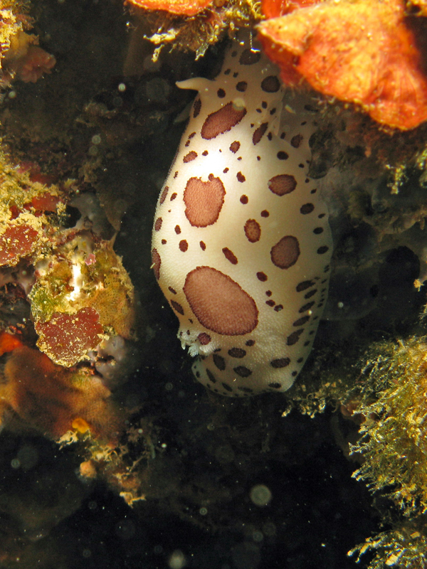 Estartit - Doris dalmatien