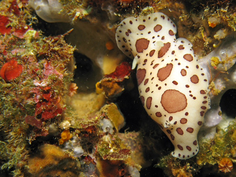 Estartit - Doris dalmatien