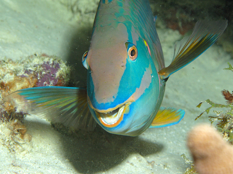Photo Poisson perroquet feu tricolore