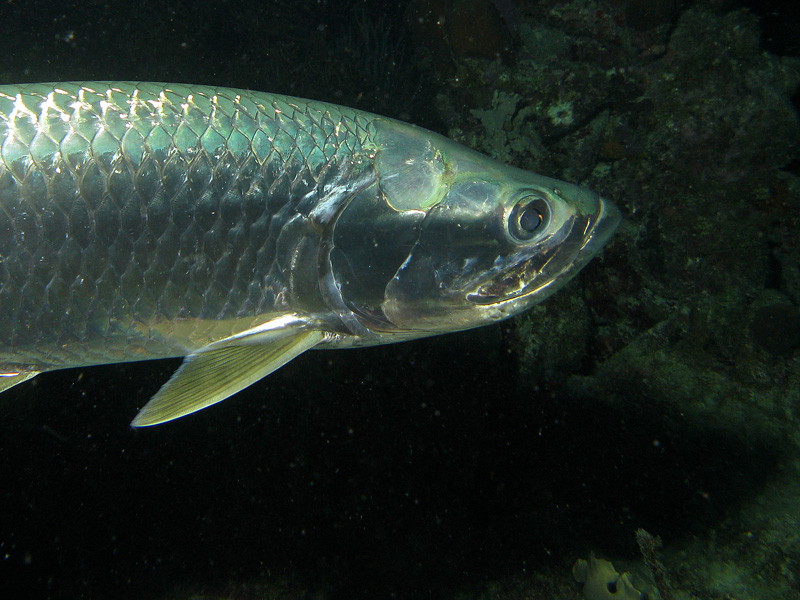 Photo Tarpon