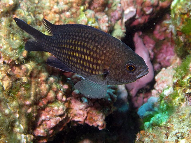 Estartit - Castagnole