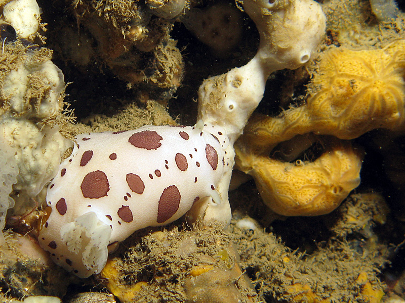 Estartit - Doris dalmatien