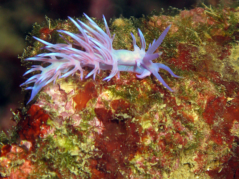 Estartit - Flabelline mauve