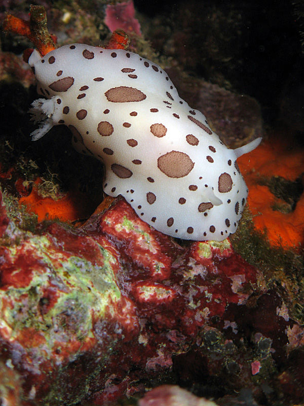 Estartit - Doris dalmatien