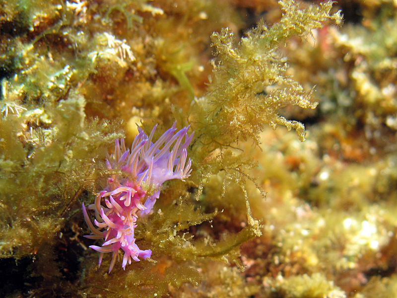 Estartit - Flabelline mauve