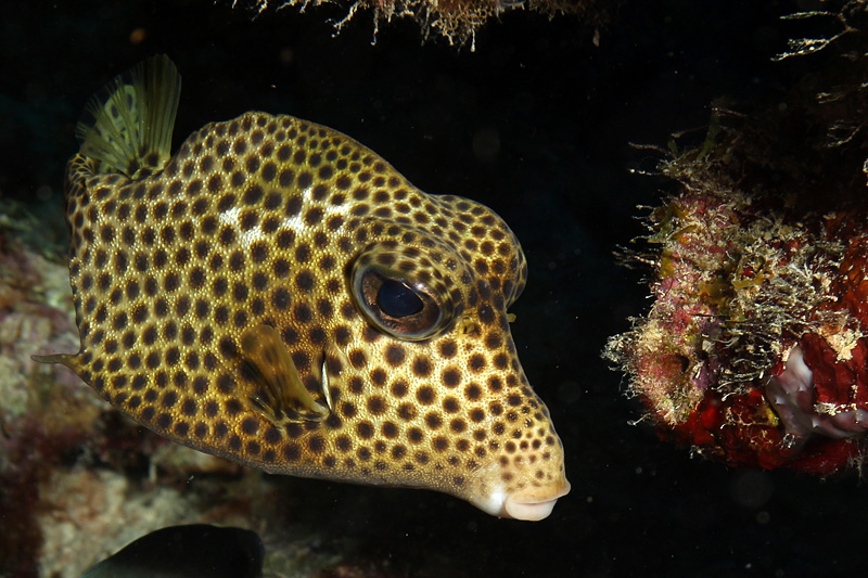 Photo Poisson coffre zinga