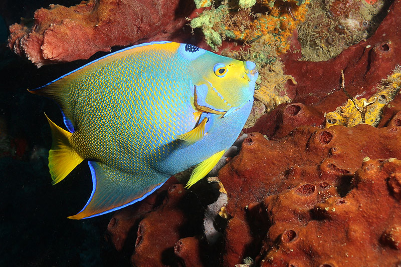 Photo Poisson ange royal