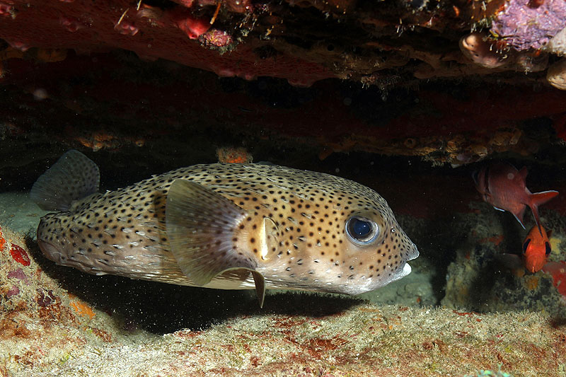 Photo Grand poisson porc-épic