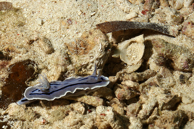 [q]Cabilao Island[q]