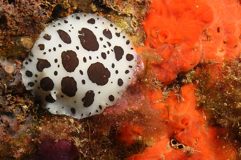 Estartit - Doris dalmatien 