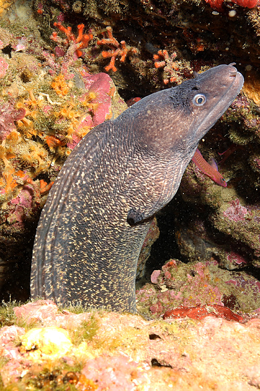 Estartit - Murène