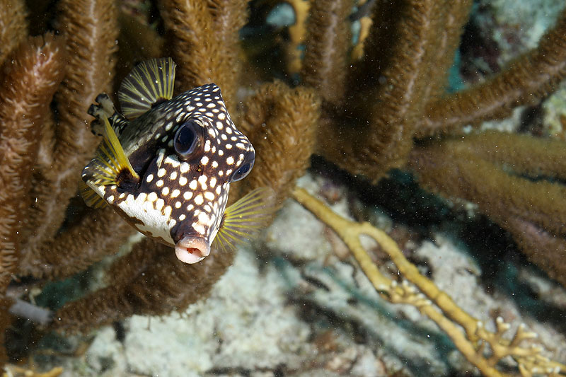 Photo Poisson coffre mouton