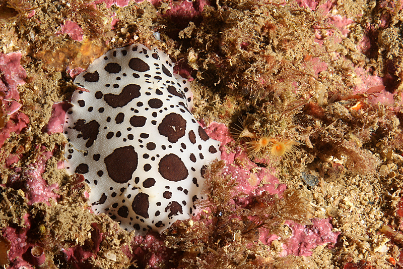 Estartit - Doris dalmatien