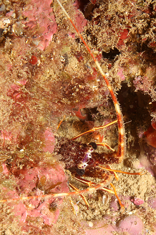 Estartit - Langouste