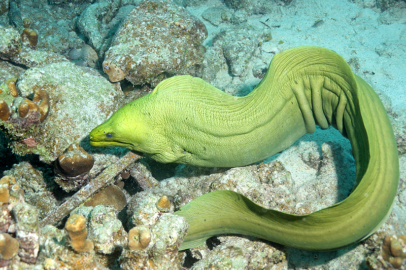 Photo Murène tachetée