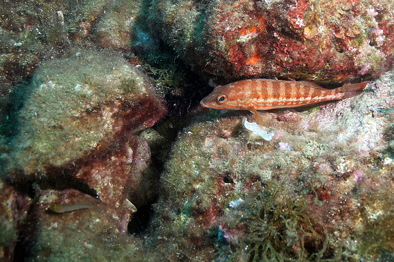 Estartit - Serran-chèvre