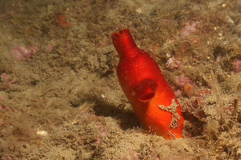Leucate - Ascidie rouge