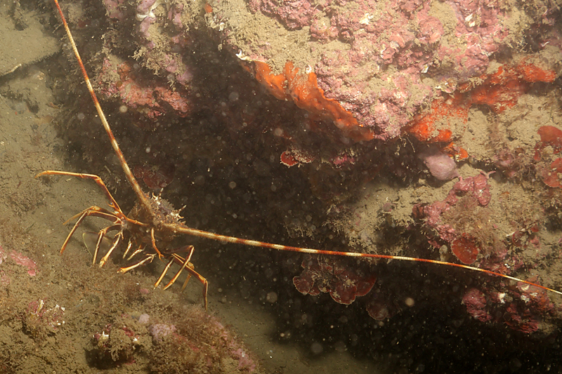Leucate - Langouste