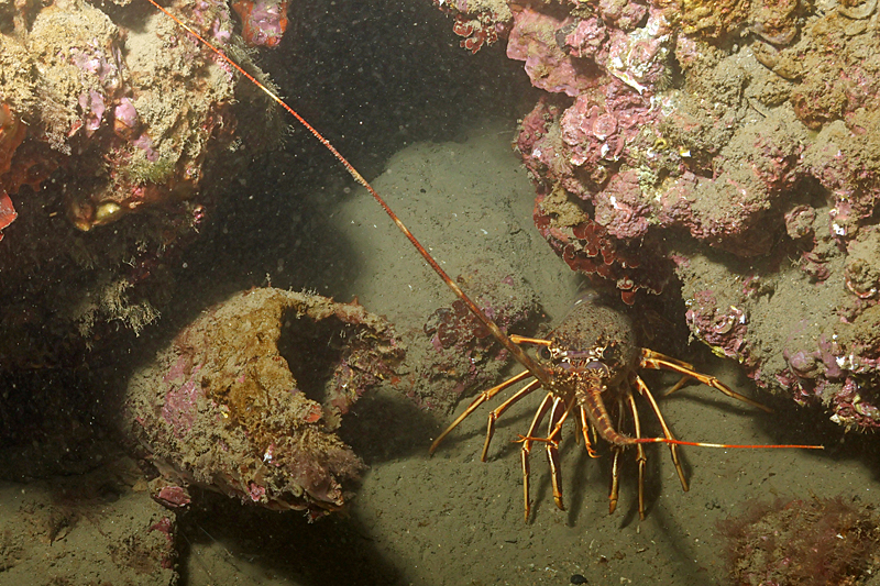 Leucate - Langouste