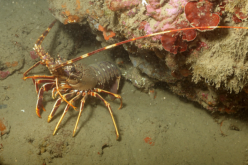 Leucate - Langouste