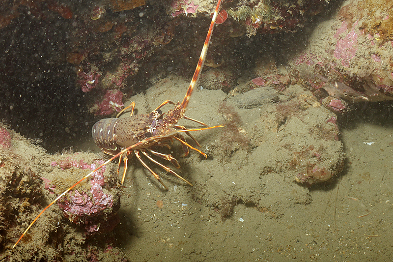 Leucate - Langouste