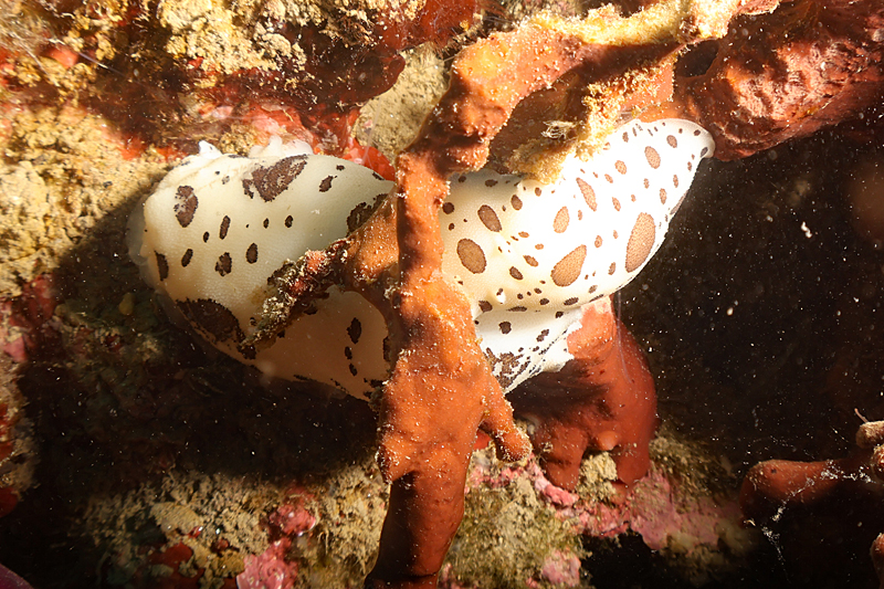 Leucate - Doris dalmatiens