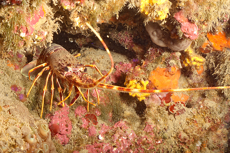 Leucate - Langouste