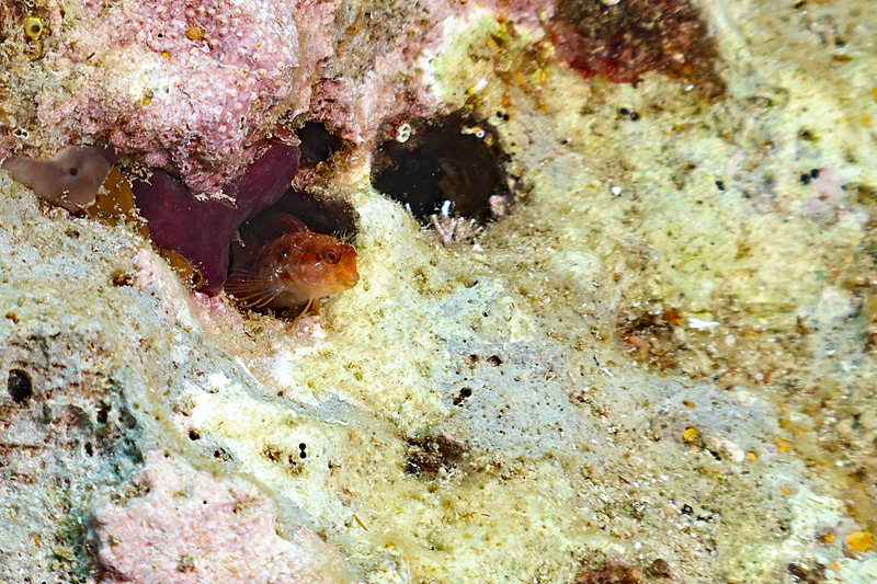 Estartit - Blennie gattorugine