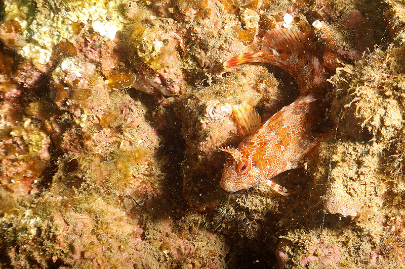 Leucate - Blennie gattorugine