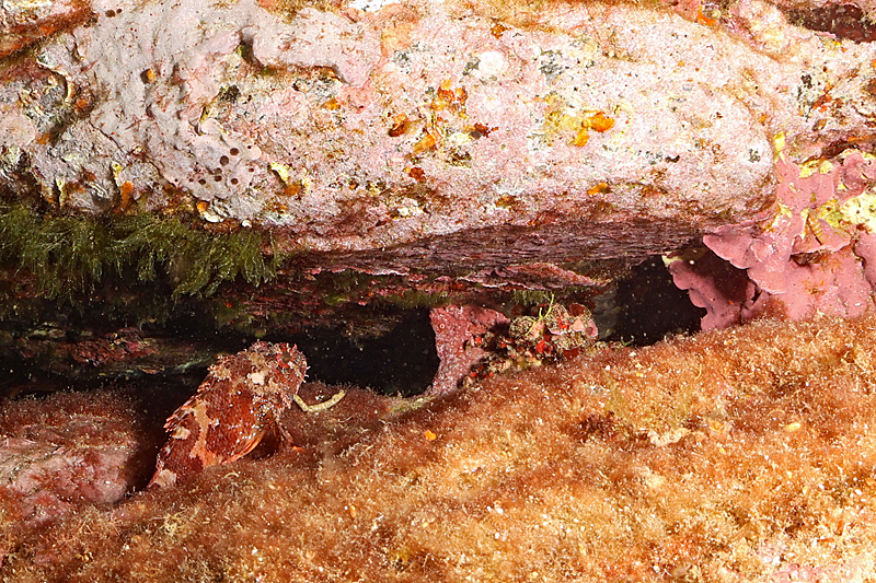 Colera - Petite rascasse rouge