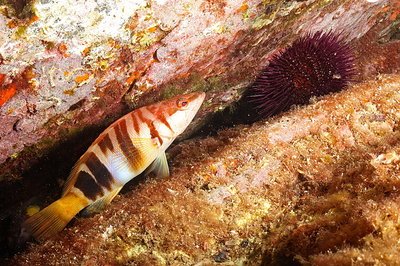 Colera - Serran-écriture et oursin