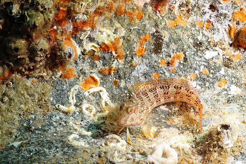 Colera - Blennie pilicorne